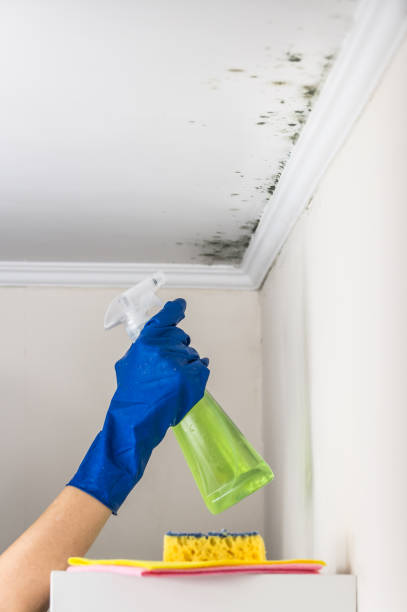 Professional Mold Remediation in Lealman, FL